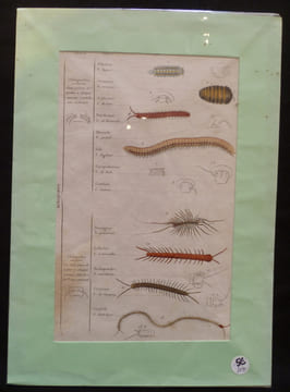 Planche sciences naturelles : myriapodes (pl.399). Anonyme