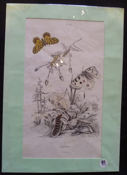 Planche sciences naturelles : papillons (pl.457). Anonyme