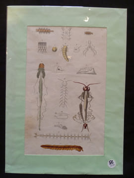 Planche sciences naturelles : myriapodes ?. Anonyme