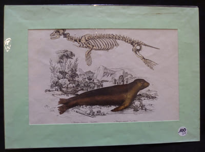 Planche sciences naturelles : phoque