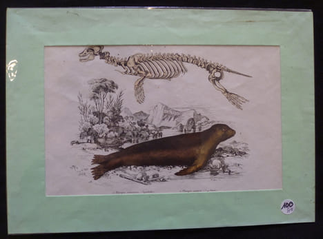 Planche sciences naturelles : phoque. Anonyme