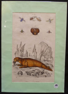 Planche sciences naturelles : morse/mouches (pl.391)