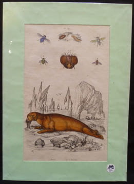 Planche sciences naturelles : morse/mouches (pl.391). Anonyme