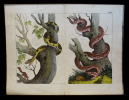 Gravure animalière : serpents (Tab. I). Anonyme
