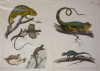Gravure animalière : reptiles (caméléon, lézards) (Tabl. V). Anonyme