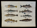 Gravure animalière : poissons (Tab. XIII). Anonyme