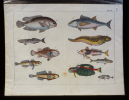 Gravure animalière : poissons (Tab. XIV). Anonyme