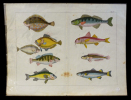 Gravure animalière : poissons (Tab. XV). Anonyme