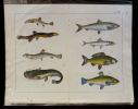 Gravure animalière : poissons (Tab. XVI). Anonyme