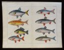 Gravure animalière : poissons (Tab. XVII). Anonyme