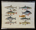 Gravure animalière : poissons (Tab. XVIII). Anonyme