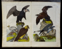 Gravure animalière : oiseaux (rapaces) (Tab. I). Anonyme