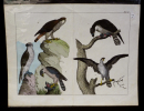 Gravure animalière : oiseaux (rapaces) (Tab. III). Anonyme