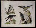Gravure animalière : oiseaux (rapaces) (Tab. IV). Anonyme