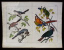 Gravure animalière : oiseaux, perroquets (Tab. VI). Anonyme