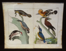 Gravure animalière : oiseaux (Tab. VIII). Anonyme