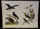 Gravure animalière : oiseaux (Tabl. IX). Anonyme