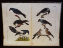 Gravure animalière : oiseaux (Tabl. X). Anonyme
