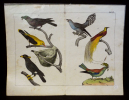 Gravure animalière : oiseaux (Tabl. XI). Anonyme