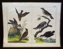Gravure animalière : oiseaux (Tabl. XII). Anonyme