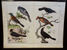 Gravure animalière : oiseaux (Tabl. XIII). Anonyme