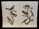 Gravure animalière : oiseaux (Tabl. XVII). Anonyme