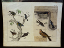 Gravure animalière : oiseaux (Tabl. XIX). Anonyme