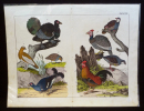 Gravure animalière : oiseaux (Tabl. XXII). Anonyme