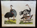 Gravure animalière : oiseaux (Tabl. XXIV). Anonyme
