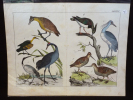 Gravure animalière : oiseaux (Tabl. XXVI). Anonyme