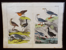Gravure animalière : oiseaux (Tabl. XXVII). Anonyme