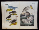 Gravure animalière : oiseaux palmipèdes (Tabl. XXVIII). Anonyme