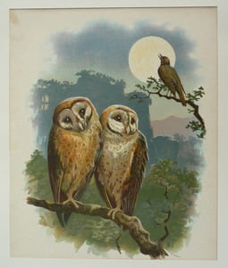 Illustration en chromolithographie : The Evening Song