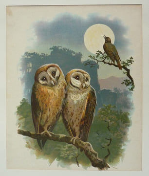 Illustration en chromolithographie : The Evening Song. Anonyme