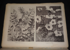 Encyclopédie de la fleur : Les fleurs et les fruits photographiés et groupés d'après nature. Collectif