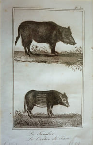 Gravure animalière, planche n°30 du Buffon de la jeunesse : Sanglier, Cochon de Siam