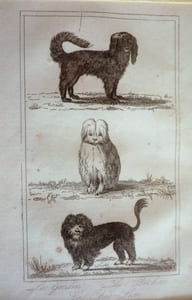 Gravure animalière (Buffon de la jeunesse) : Gredin, Bichon, Chien Lion