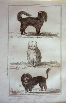 Gravure animalière (Buffon de la jeunesse) : Gredin, Bichon, Chien Lion. Buffon