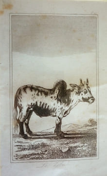 Gravure animalière, planche n°19 du Buffon de la jeunesse : Zébu. Buffon