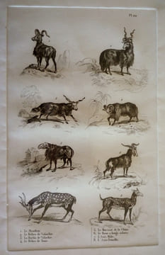 Gravure animalière, planche n°22 de l'Histoire naturelle de Buffon : Mouflon, Bélier de Valachie, Brebis de Valachie, Bélier de Tunis, Morvant de la ...