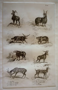 Gravure animalière, planche n°22 de l'Histoire naturelle de Buffon : Mouflon, Bélier de Valachie, Brebis de Valachie, Bélier de Tunis, Morvant de la Chine, Bouc à longs sabots, Axis mâle, Axis femelle