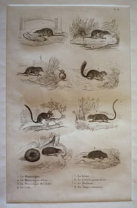 Gravure animalière, planche n°8 de l'Histoire naturelle de Buffon : Musaraigne, Musaraigne d'eau, Musaraigne de l'Inde, Loir, Lérot, Lérot à queue doré, Hérisson, Taupe commune