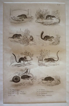Gravure animalière, planche n°8 de l'Histoire naturelle de Buffon : Musaraigne, Musaraigne d'eau, Musaraigne de l'Inde, Loir, Lérot, Lérot à queue ...