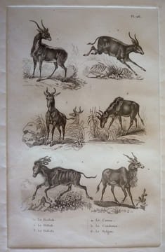 Gravure animalière, planche n°26 de l'Histoire naturelle de Buffon : Bosbok, Ritbok, Bubale, Canna, Condoma, Nylgau. Buffon