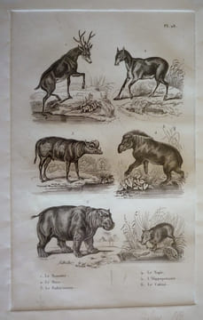 Gravure animalière, planche n°28 de l'Histoire naturelle de Buffon : Mazame, Musc, Babiroussa, Tapir, Hippopotame, Cabiai. Buffon