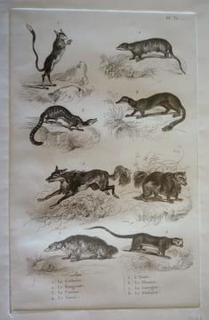 Gravure animalière, planche n°32 de l'Histoire naturelle de Buffon : Gerboise, Mangouste, Fossane, Vansir, Ysatis, Glouton, Carcajou, Kinkajou. Buffon