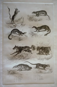 Gravure animalière, planche n°32 de l'Histoire naturelle de Buffon : Gerboise, Mangouste, Fossane, Vansir, Ysatis, Glouton, Carcajou, Kinkajou