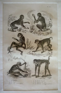Gravure animalière, planche n°35 de l'Histoire naturelle de Buffon : Pithèque, Magot, Petit Cynocéphale, Grand Papion, Babouin des Bois, Babouin à longues jambes