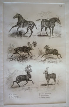 Gravure animalière, planche n°23 de l'Histoire naturelle de Buffon : Zèbre, Couagga, Elan de Sibérie, Elan d'Amérique, Renne mâle, Renne femelle. ...