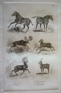 Gravure animalière, planche n°23 de l'Histoire naturelle de Buffon : Zèbre, Couagga, Elan de Sibérie, Elan d'Amérique, Renne mâle, Renne femelle